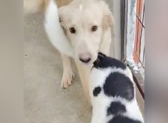 Junger Golden Retriever-Mix sucht sein Zuhause