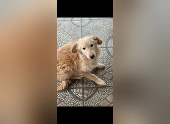 Golden Retriever Mischling, Rüde,  6 Monate