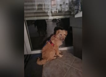 Golden Retriever Mischling, Rüde,  6 Monate