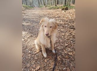 Golden Retriever Mischling, Rüde,  6 Monate