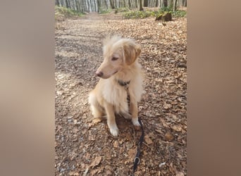 Golden Retriever Mischling, Rüde,  6 Monate