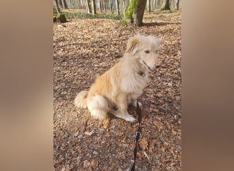 Golden Retriever Mischling, Rüde,  6 Monate