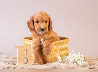 GoldenDoodle - medium mit welligem - lockigem Fell