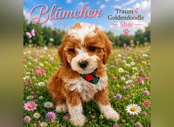 Traumhafte Mini Goldendoodle Mädels suchen schönes Zuhause