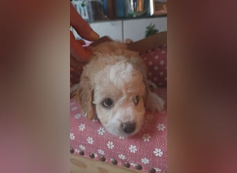 Traumhafte Mini Goldendoodle Mädels suchen schönes Zuhause