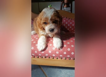 Traumhafte Mini Goldendoodle Mädels suchen schönes Zuhause