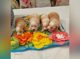 Traumhafte Mini Goldendoodle Mädels suchen schönes Zuhause