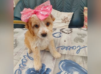 Traumhafte Mini Goldendoodle Mädels suchen schönes Zuhause
