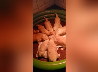 Traumhafte Mini Goldendoodle Mädels suchen schönes Zuhause