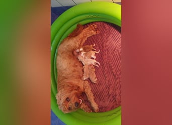 Traumhafte Mini Goldendoodle Mädels suchen schönes Zuhause
