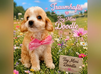 Traumhafte Mini Goldendoodle Mädels suchen schönes Zuhause