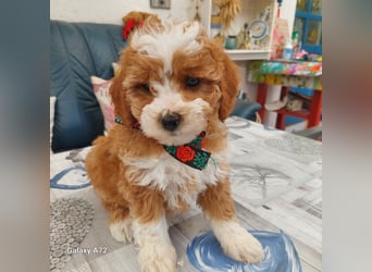 Traumhafte Mini Goldendoodle Mädels suchen schönes Zuhause