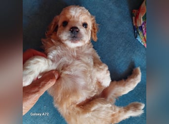 Traumhafte Mini Goldendoodle Mädels suchen schönes Zuhause