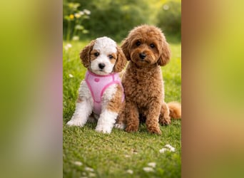 Traumhafte Mini Goldendoodle Mädels suchen schönes Zuhause