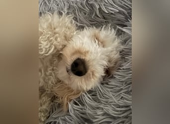 Goldendoodle Deckrüde – gesund, intelligent & familienfreundlich ( Teddybär)