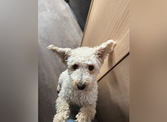 Goldendoodle Deckrüde – gesund, intelligent & familienfreundlich ( Teddybär)