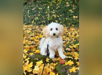 Goldendoodle Deckrüde – gesund, intelligent & familienfreundlich ( Teddybär)