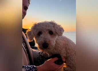 Goldendoodle Deckrüde – gesund, intelligent & familienfreundlich ( Teddybär)
