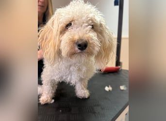 Goldendoodle Deckrüde – gesund, intelligent & familienfreundlich ( Teddybär)
