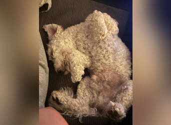 Goldendoodle Deckrüde – gesund, intelligent & familienfreundlich ( Teddybär)