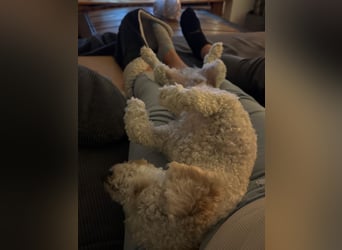 Goldendoodle Deckrüde – gesund, intelligent & familienfreundlich ( Teddybär)