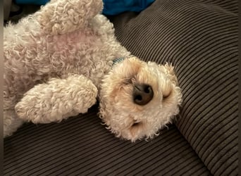 Goldendoodle Deckrüde – gesund, intelligent & familienfreundlich ( Teddybär)