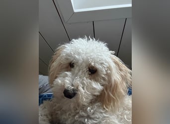 Goldendoodle Deckrüde – gesund, intelligent & familienfreundlich ( Teddybär)