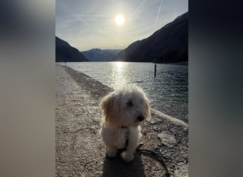 Goldendoodle Deckrüde – gesund, intelligent & familienfreundlich ( Teddybär)