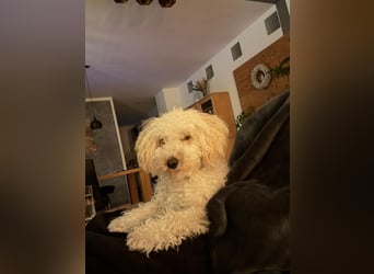 Goldendoodle Deckrüde – gesund, intelligent & familienfreundlich ( Teddybär)