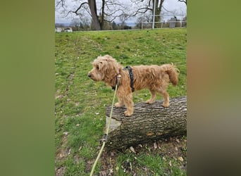 Milo - aktiver, neugieriger junger Goldendoodle Rüde / auf PS in Höxter