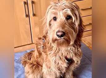 Milo - aktiver, neugieriger junger Goldendoodle Rüde / auf PS in Höxter