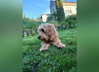 Milo - aktiver Goldendoodle sucht sein Zuhause