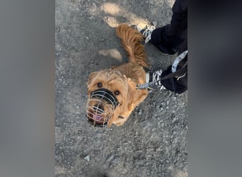 Milo - aktiver Goldendoodle sucht sein Zuhause