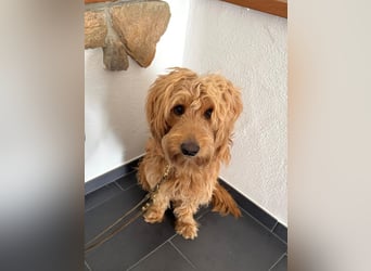 Milo - aktiver Goldendoodle sucht sein Zuhause