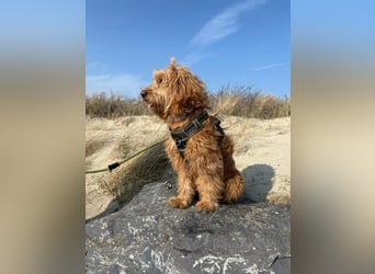 Milo - aktiver, neugieriger junger Goldendoodle Rüde / auf PS in Höxter