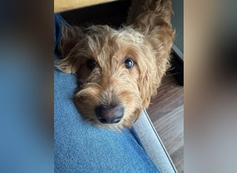 Milo - aktiver Goldendoodle sucht sein Zuhause