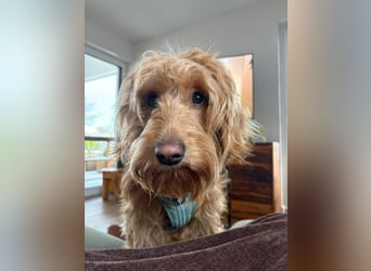 Milo - aktiver, neugieriger junger Goldendoodle Rüde / auf PS in Höxter