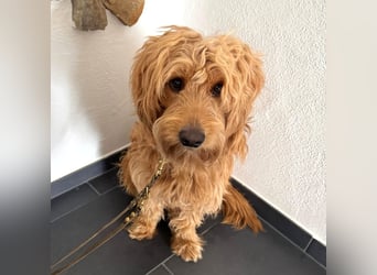 Milo - aktiver Goldendoodle sucht sein Zuhause