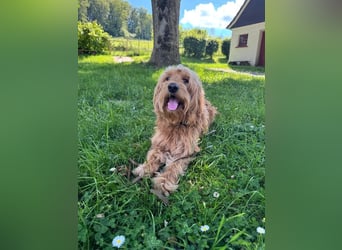 Milo - aktiver Goldendoodle sucht sein Zuhause