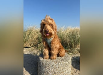 Milo - aktiver, neugieriger junger Goldendoodle Rüde / auf PS in Höxter