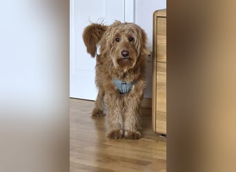 Milo - aktiver, neugieriger junger Goldendoodle Rüde / auf PS in Höxter