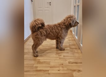 Milo - aktiver, neugieriger junger Goldendoodle Rüde / auf PS in Höxter