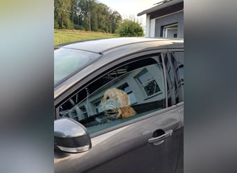 Milo - aktiver Goldendoodle sucht sein Zuhause
