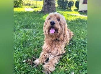 Milo - aktiver Goldendoodle sucht sein Zuhause