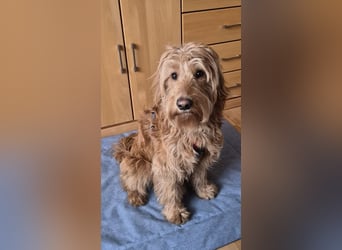 Milo - aktiver, neugieriger junger Goldendoodle Rüde / auf PS in Höxter