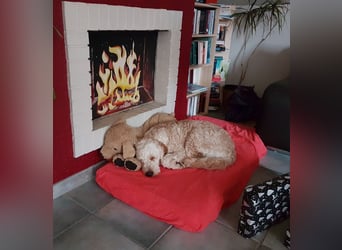 Charlie – schlaue Spürnase sucht sein Für-immer-Zuhause