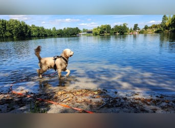 Charlie – schlaue Spürnase sucht sein Für-immer-Zuhause