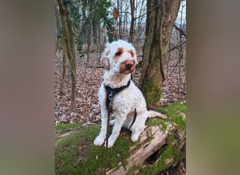Charlie – schlaue Spürnase sucht sein Für-immer-Zuhause