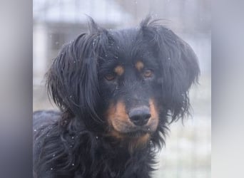 Serena - anfangs etwas schüchtern, eine sehr freundliche Hündin