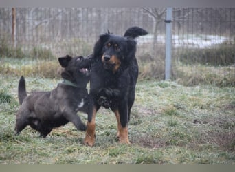 Serena - anfangs etwas schüchtern, eine sehr freundliche Hündin